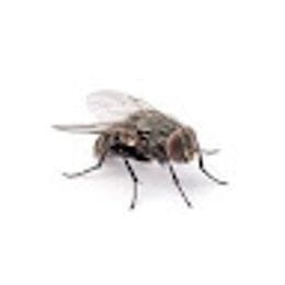 JFly