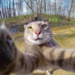 Lemon_560