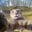 Lemon_560